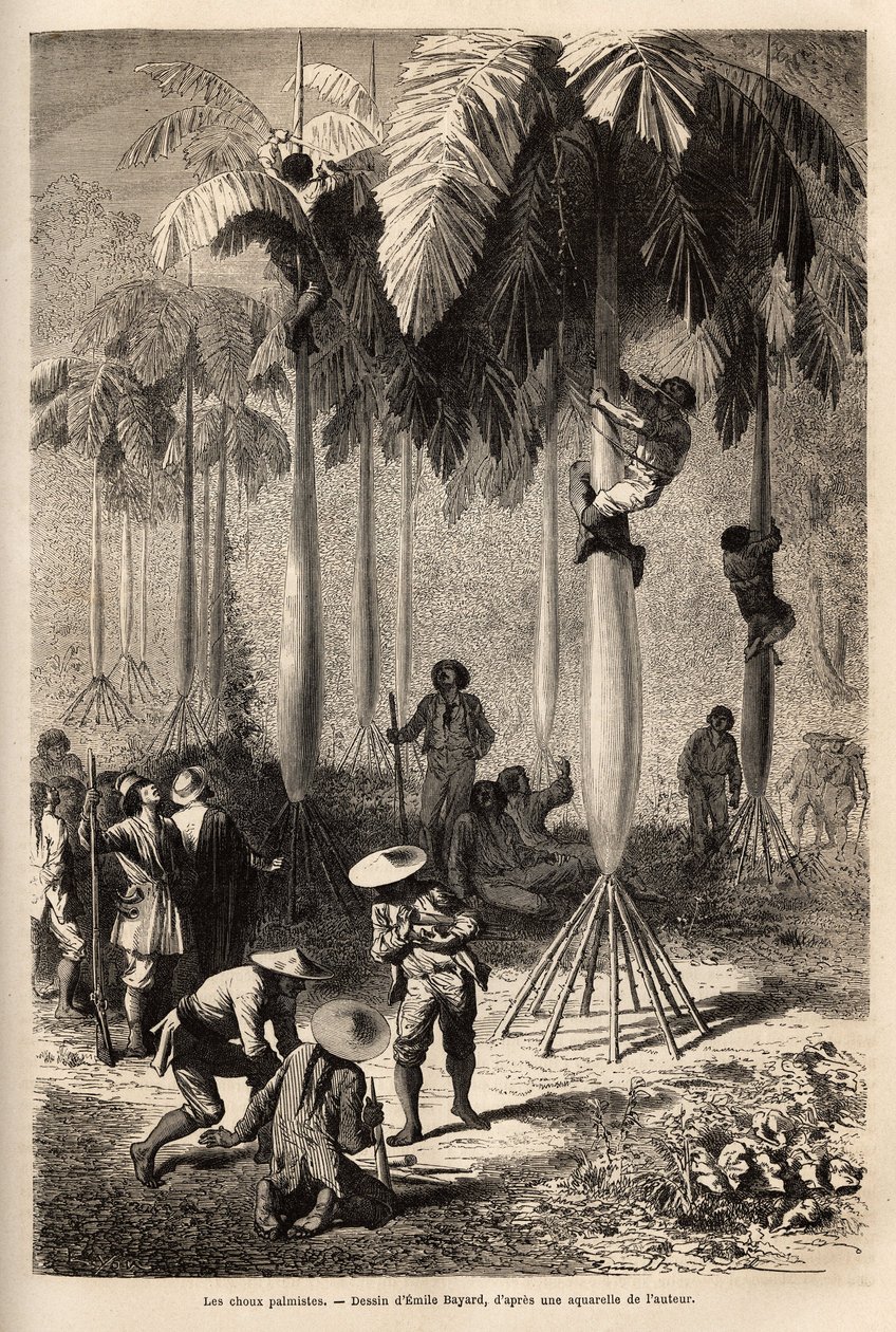 Los repollos de palmito; después de ser robados por los indios, la expedición no tiene equipo y utiliza técnicas locales para recolectar alimentos, haciendo un aro con una enredadera, los peones del equipo pueden trepar por los troncos para recolectar alg de Unknown artist