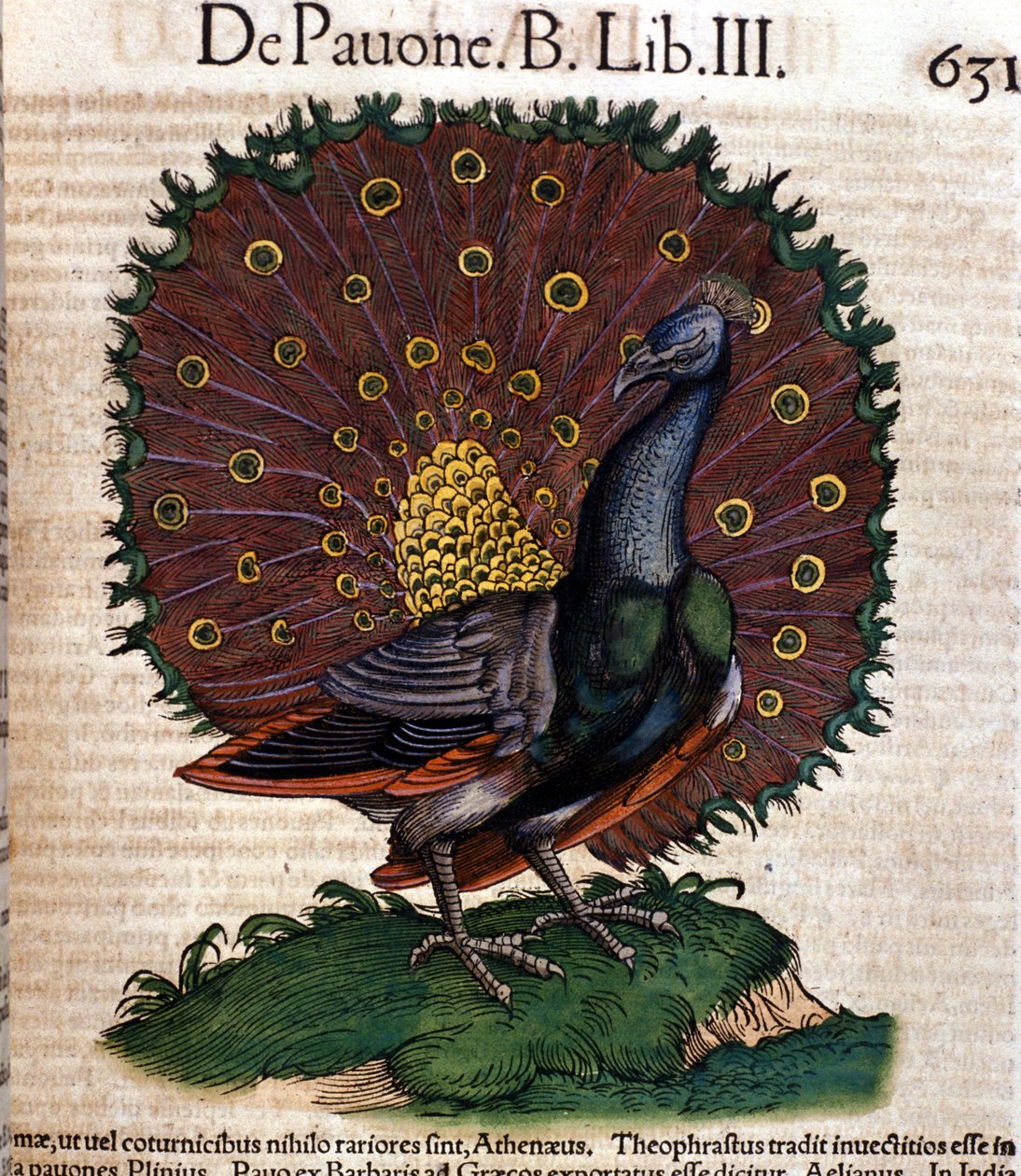 El pavo real según Historiae animalium de Konrad Gesner, Tiguri de Unknown artist