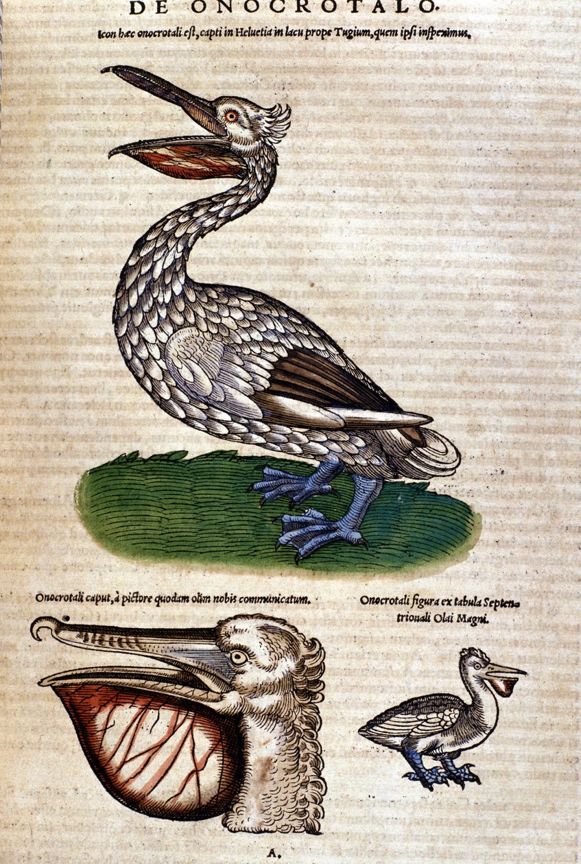 El pelícano de “Historiae animalium” de Konrad Gesner, Tiguri. de Unknown artist