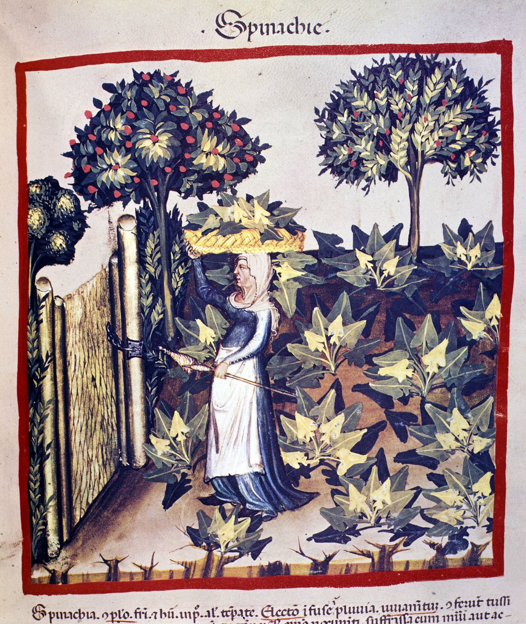 La recolección de espinacas. Iluminación del tratado de medicina y dietética “Tacuinum sanitatis” de Unknown artist