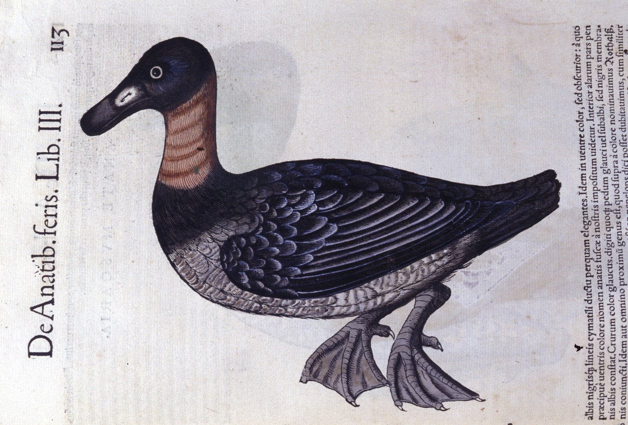 El pato de cuello rojo después de Historiae animalium por Konrad Gesner, Tiguri de Unknown artist