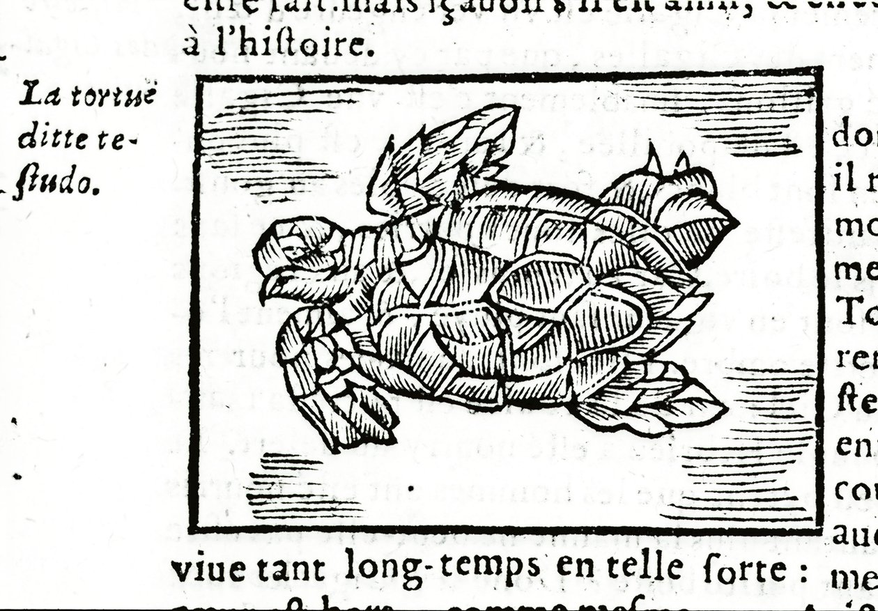 La tortuga marina, según el tratado de Gerolamo Cardano (Cardanus Hieronymus) (Cardan) “De la subtlite”, impreso en Ruan en 1642 de Unknown artist