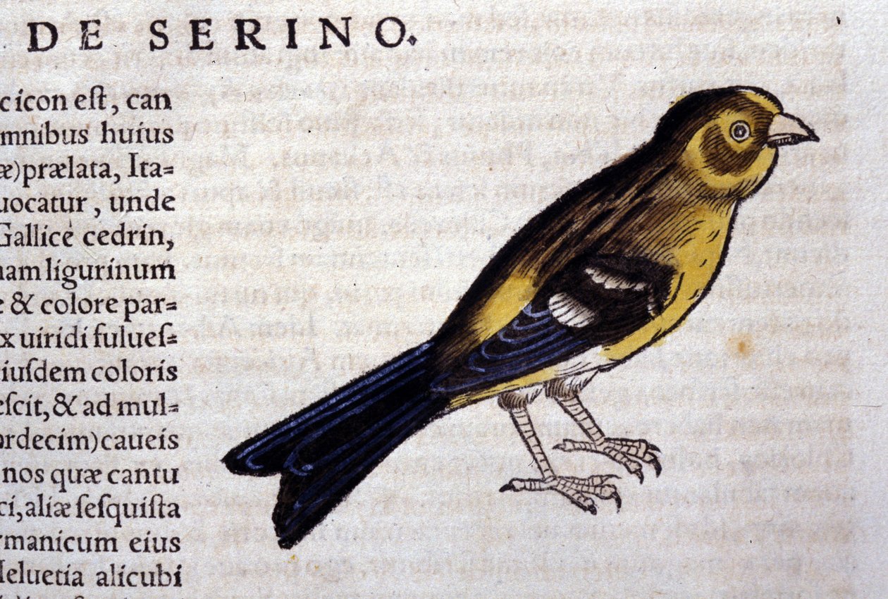El serín según Historiae animalium de Konrad Gesner, Tiguri de Unknown artist