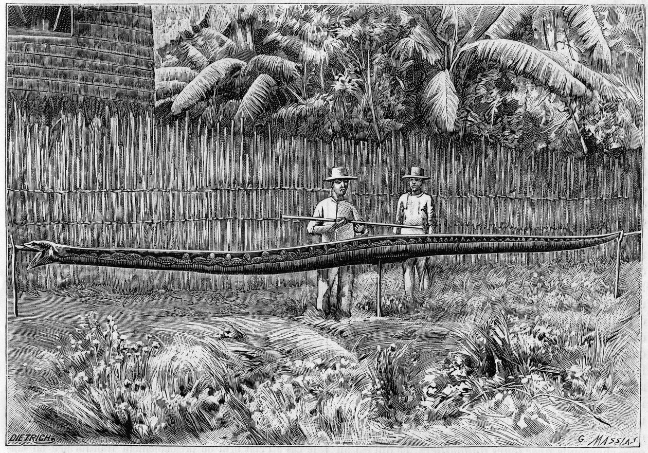 La piel de una serpiente pitón, de 6.60m de largo, capturada en las Islas Filipinas. (De una fotografía). Grabado en 