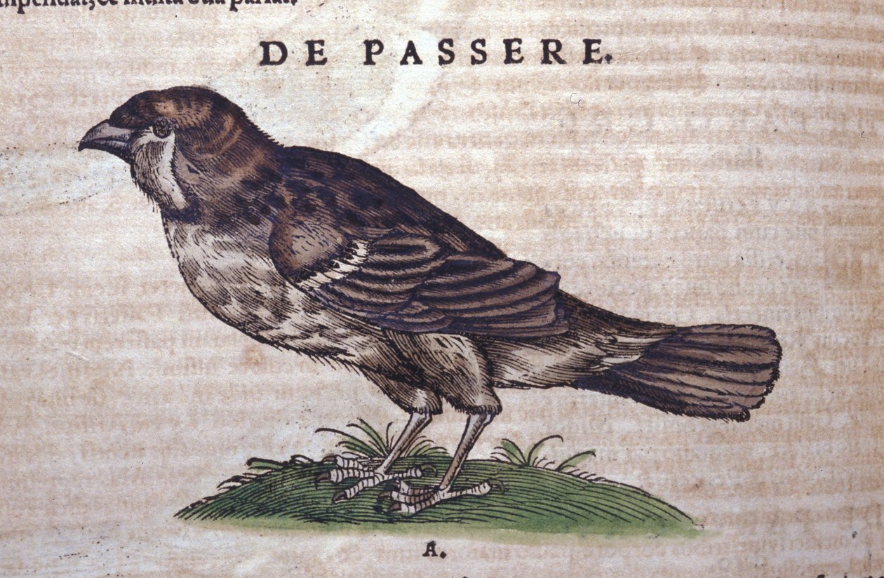 El gorrión en Historia Animalium de Conrad Gesner (1516 - 1565), Tiguri de Unknown artist