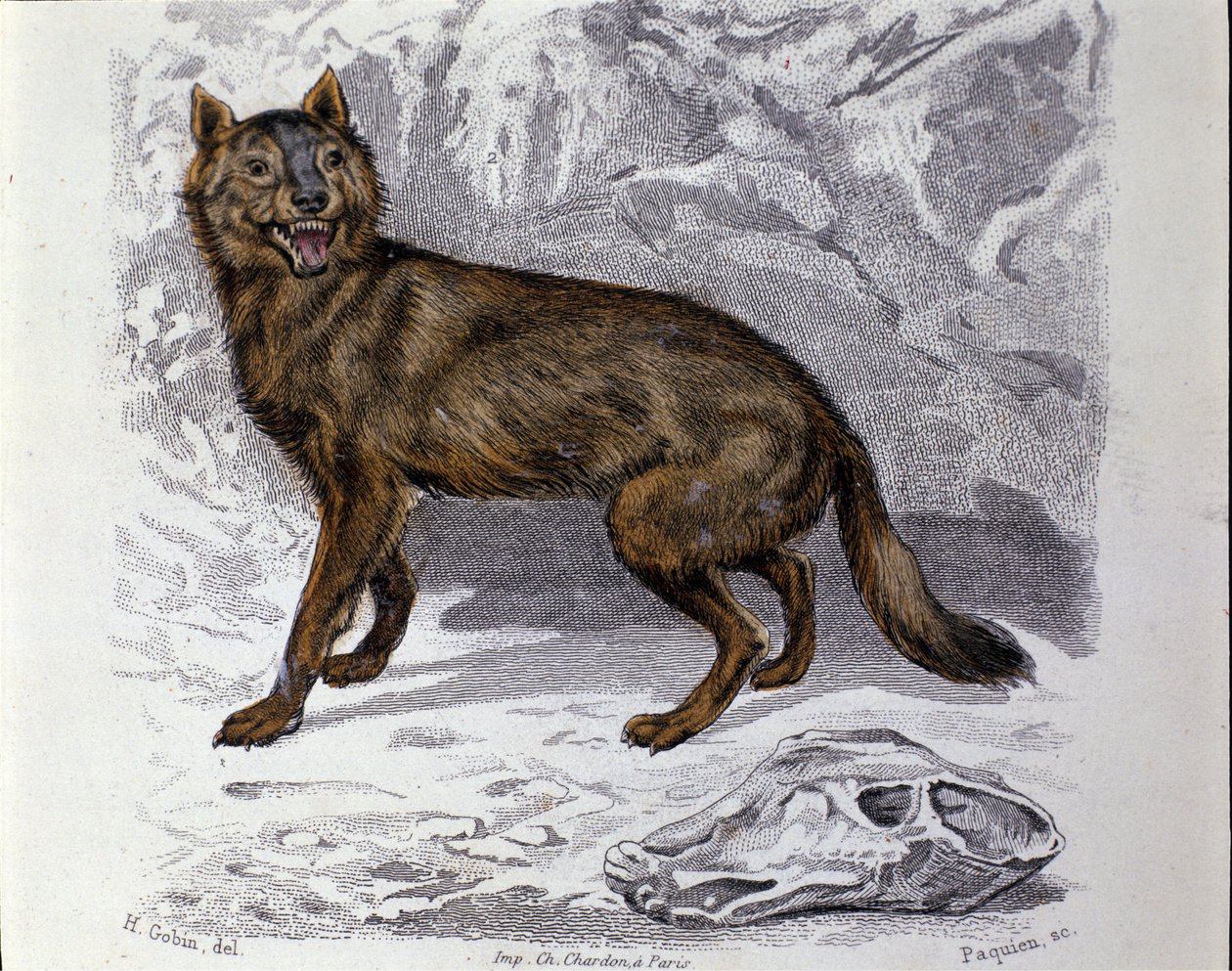 El lobo. Placa tomada de un tratado de Historia Natural de “Obras de Buffon” del naturalista Georges Louis Leclerc, Conde de Buffon (1707 - 1788). Siglo XIX de Unknown artist