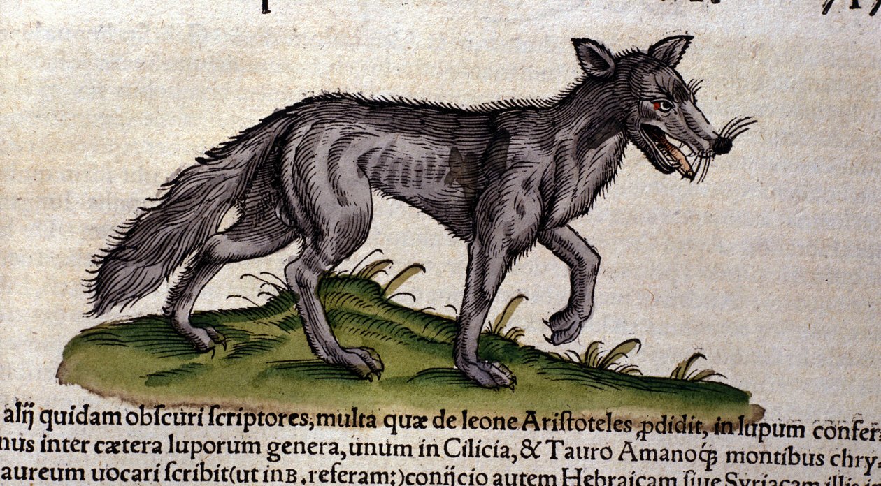 El lobo según la Historia Animalium de Conrad Gesner, Tiguri 1560. Biblioteca nazionale Braidense. Milán de Unknown artist