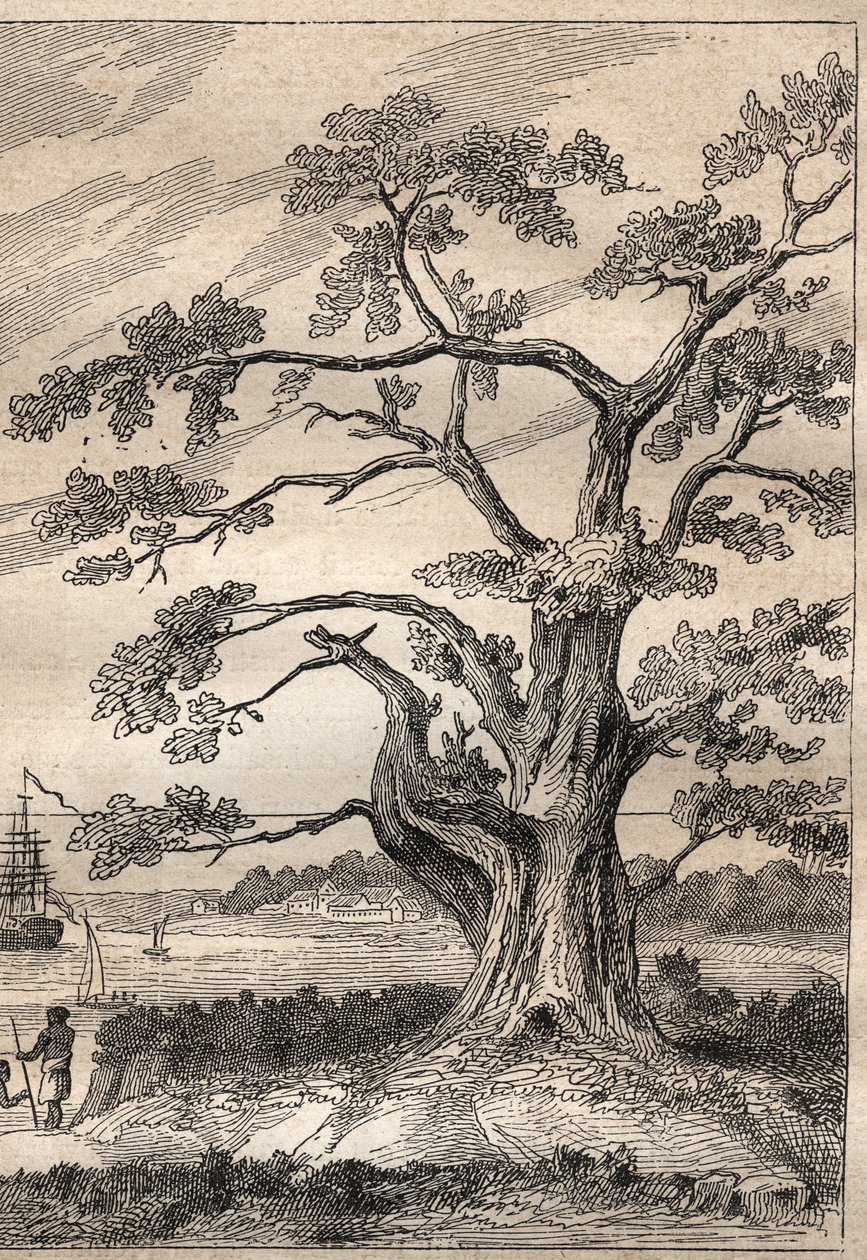 Tercer viaje (1776-1779) del Capitán James Cook (1728-1779): árbol bajo el cual Cook observó el paso de Venus - ilustración tomada de “Los Grandes Marineros del siglo XVIII” de Unknown artist