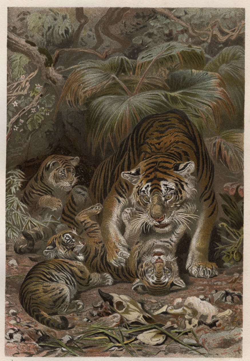 Tigre con cachorros - Tigre (Panthera tigris) con cachorros - grabado de 