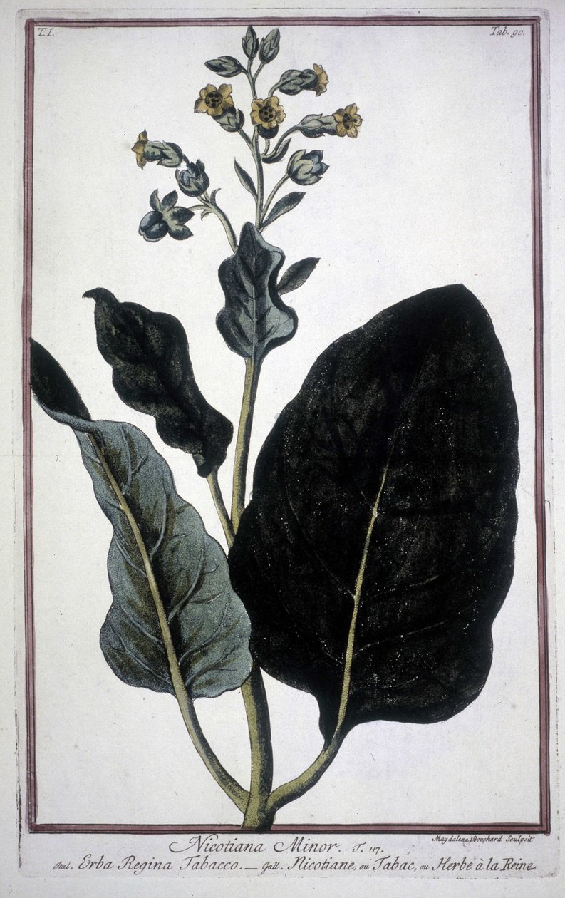 Hoja y flor de tabaco (Nicotiana Minor) en un herbario del siglo XIX. de Unknown artist