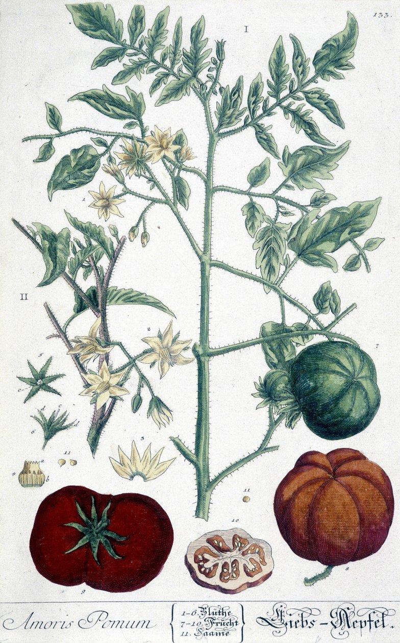 Tomate, lámina botánica de Unknown artist