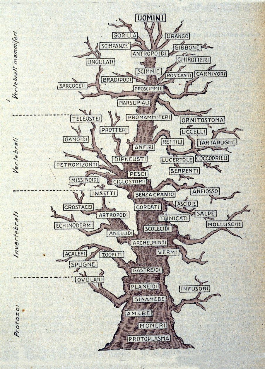 Árbol de la Evolución o tabla ilustrada que representa la clasificación del reino animal de Unknown artist