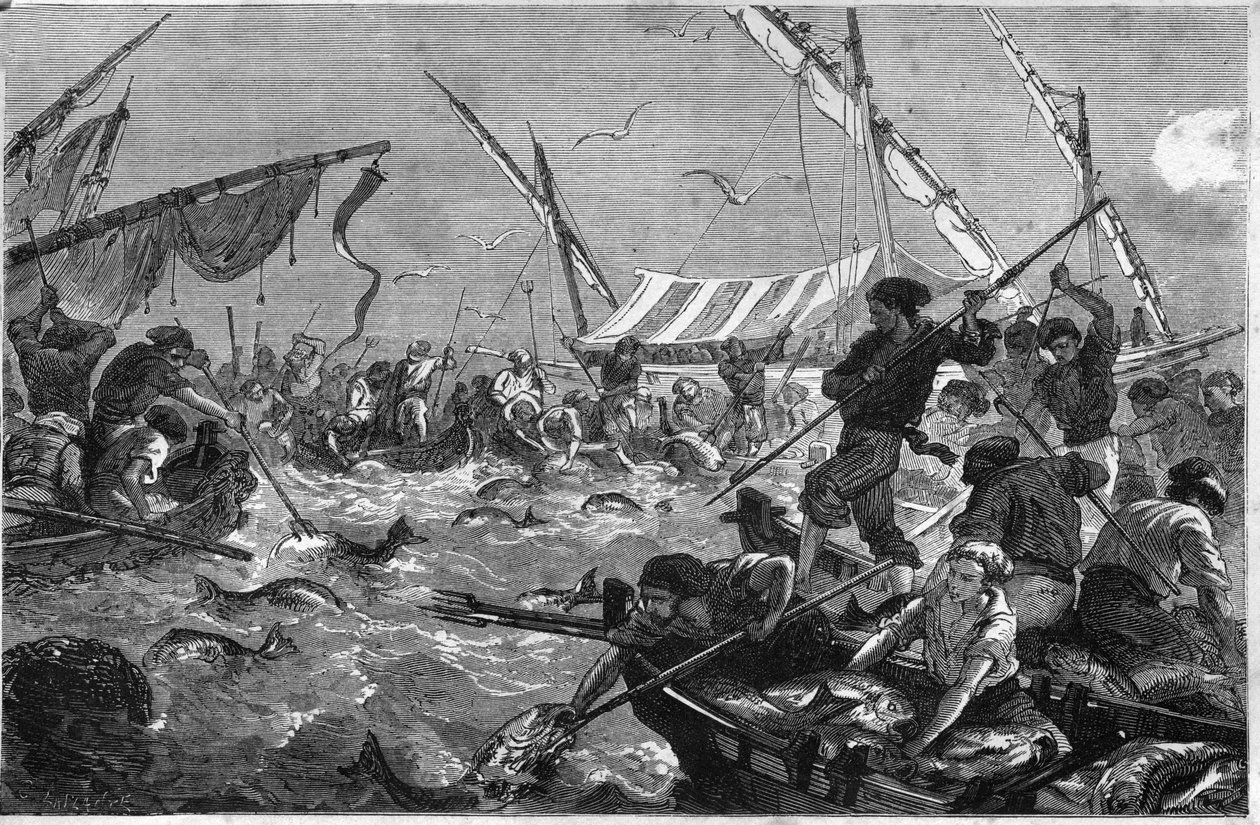 Pesca de atún en la costa de Provenza de Unknown artist