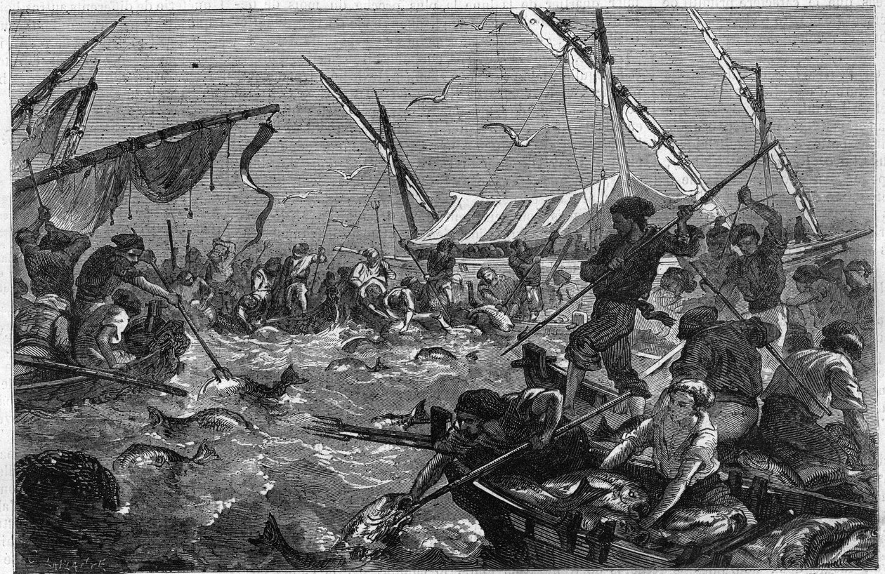 Pesca de atún con trampa en la costa de Provenza en Francia. Grabado en "El Universo Ilustrado" de Unknown artist