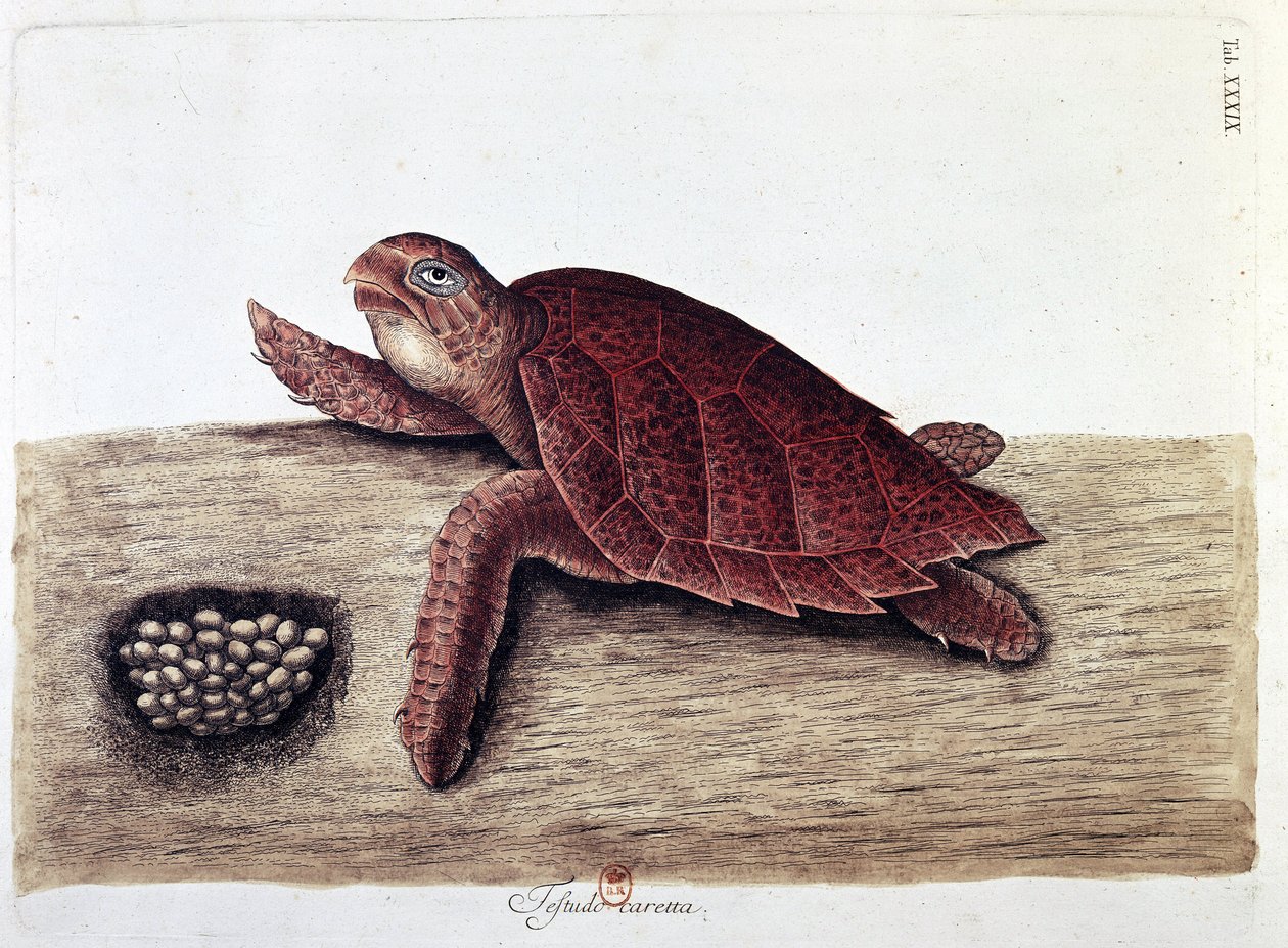 Tortuga y sus huevos - lámina de historia natural de Unknown artist