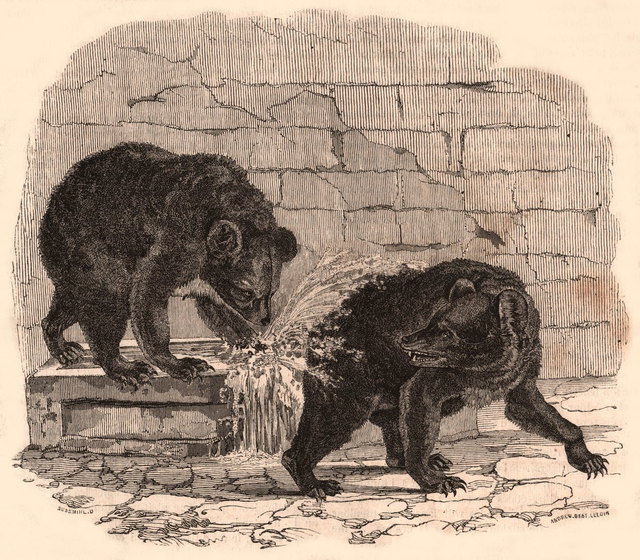 Dos osos jugando en un abrevadero en el foso de osos del Museo de Historia Natural de Unknown