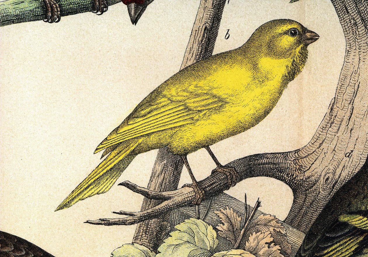 Un canario - en "Histoire naturelle des oiseaux", ed. Hoeopli, Milán de Unknown artist