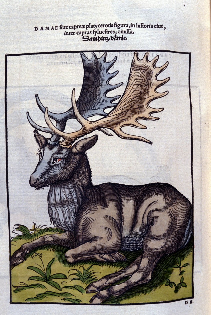 Un reno (cérvido) en Historia Animalium de Conrad Gesner (1516 - 1565), Tiguri de Unknown artist