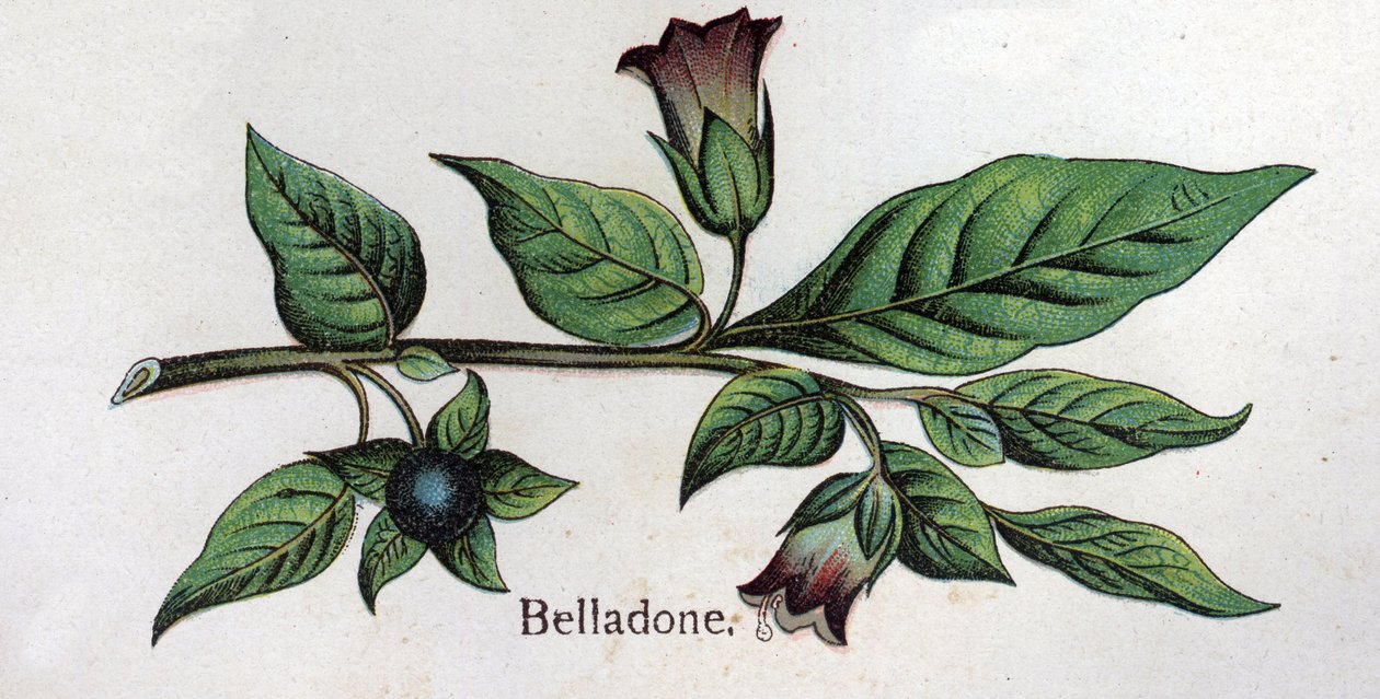 Plantas botánicas venenosas: Belladona. Grabado en “La medicación natural” de Friedrich Eduard Bilz (1842-1922). de Unknown artist