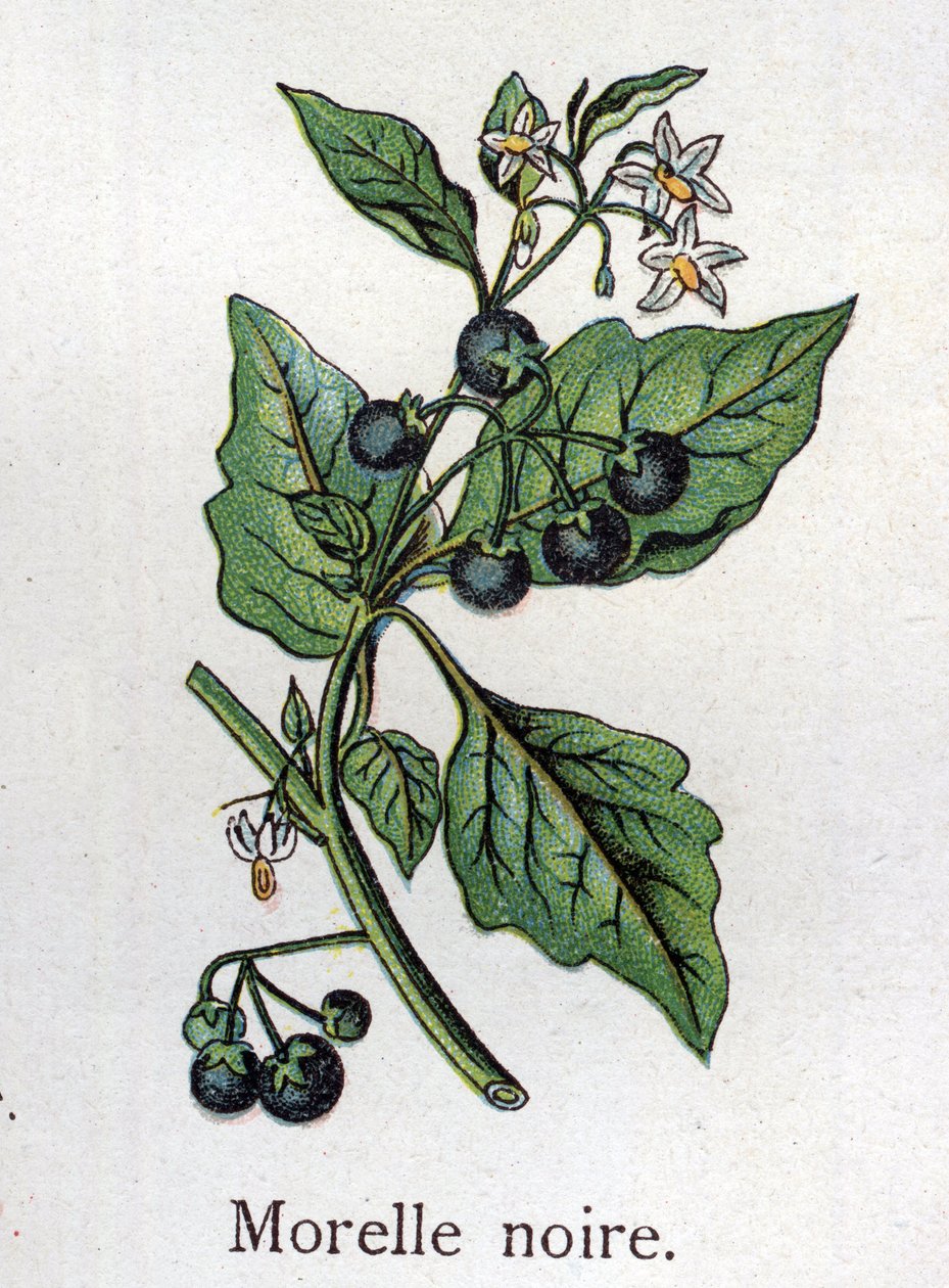 Plantas botánicas venenosas: hierba mora. Grabado en "La medicación natural" de Friedrich Eduard Bilz (1842-1922). de Unknown artist