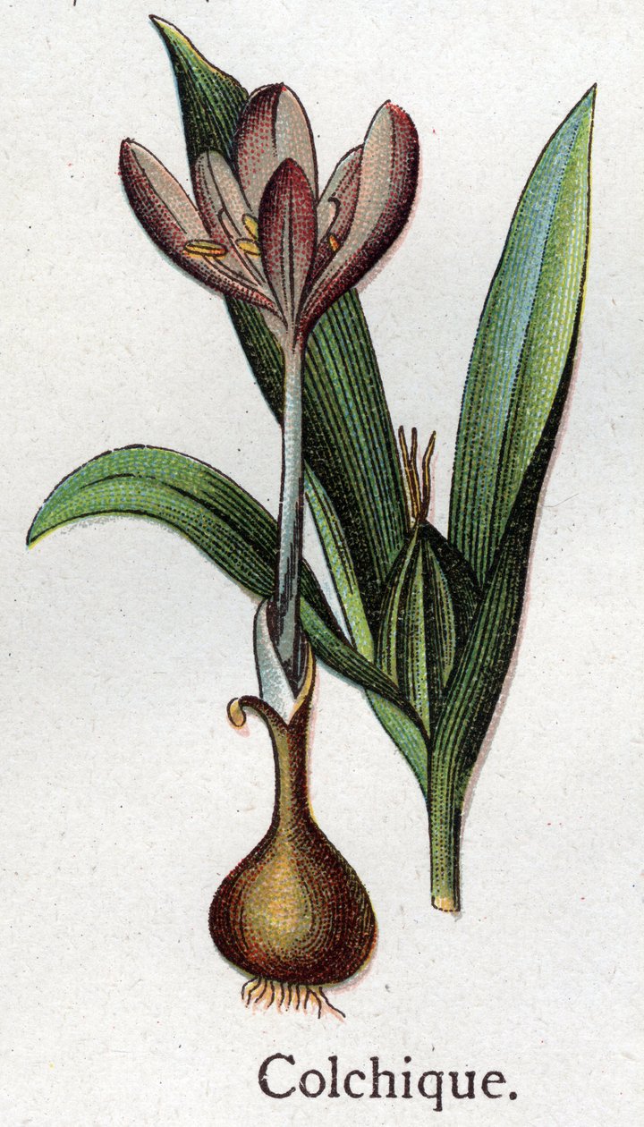 Plantas botánicas venenosas: colchial. Grabado en “La medicación natural”, de Friedrich Eduard Bilz (1842-1922) de Unknown artist