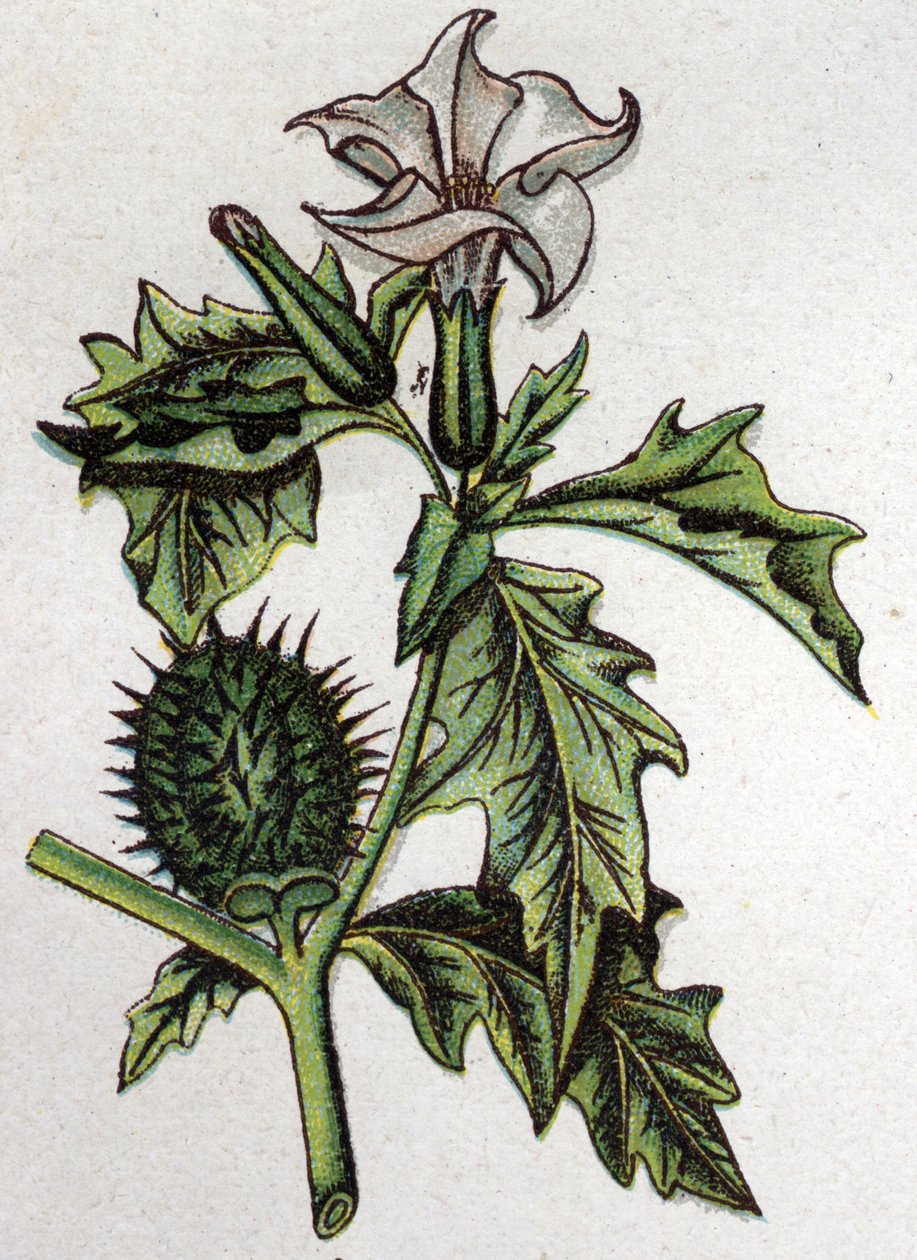 Plantas botánicas venenosas: estramonio de manzana espinosa. Grabado en "La medicación natural" de Friedrich Eduard Bilz (1842-1922) de Unknown artist
