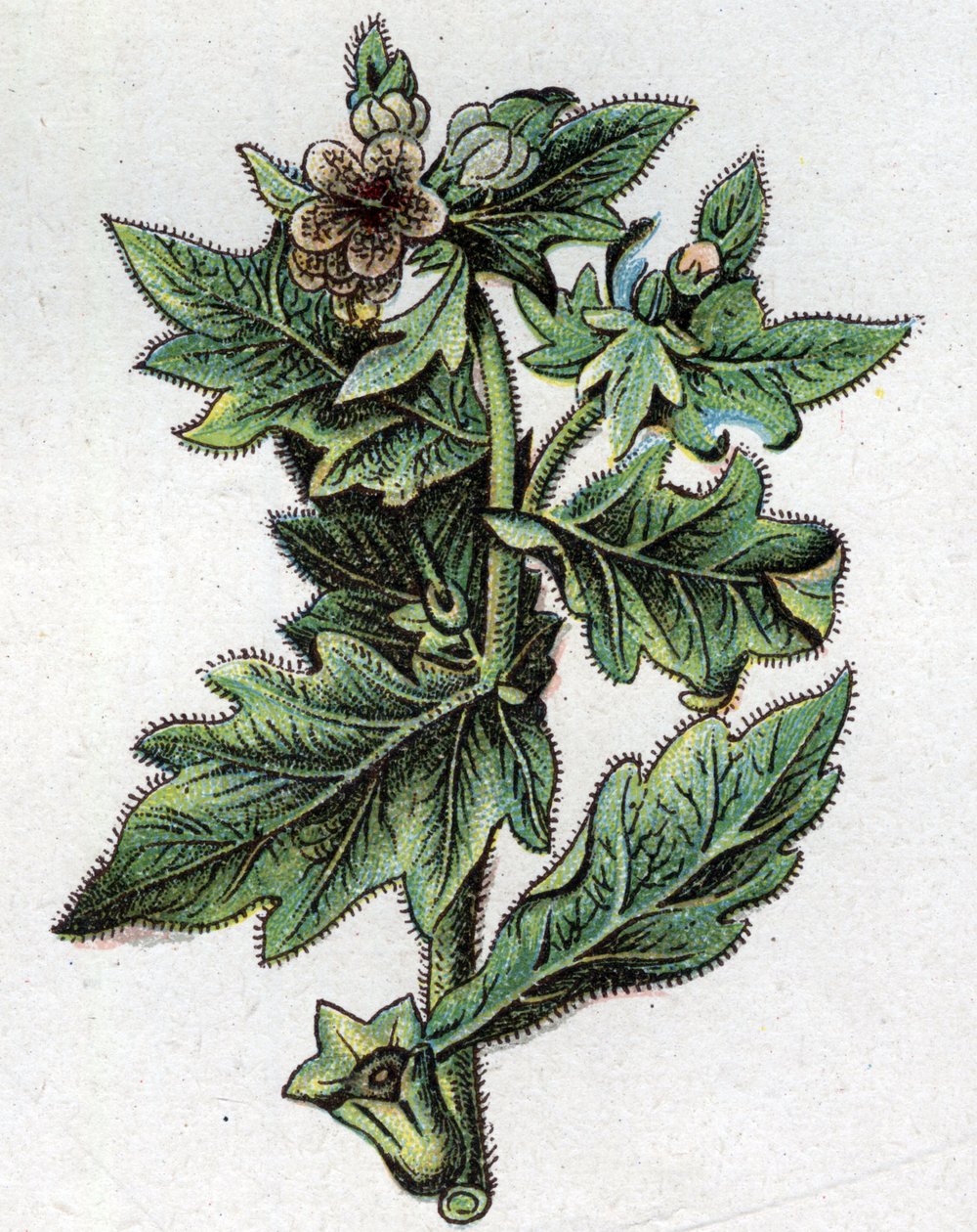 Plantas botánicas venenosas. Grabado en “La medicación natural” de Friedrich Eduard Bilz (1842-1922) de Unknown artist