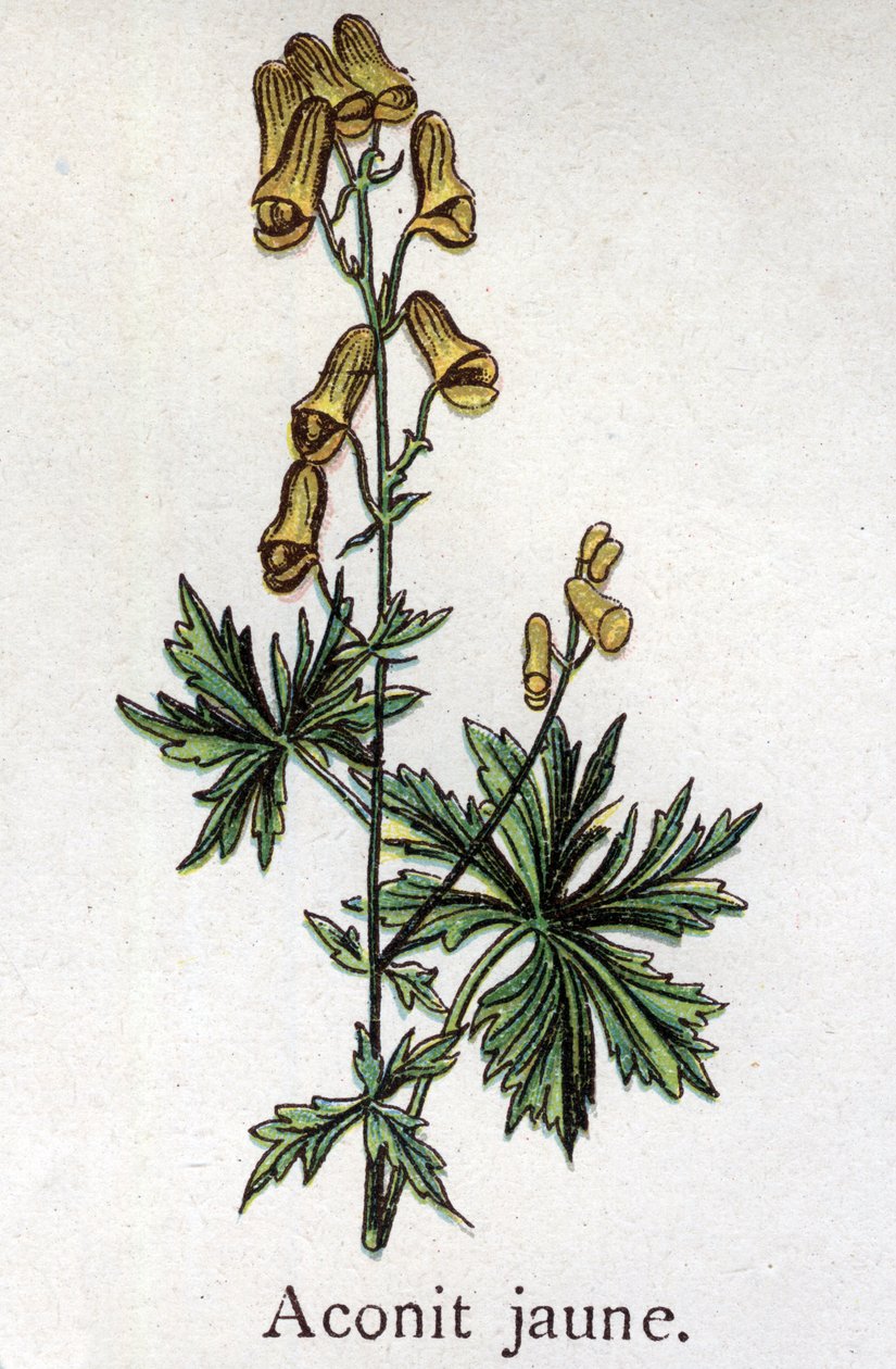 Plantas botánicas venenosas: acónito amarillo. Grabado en "La medicación natural" de Friedrich Eduard Bilz (1842-1922) de Unknown artist
