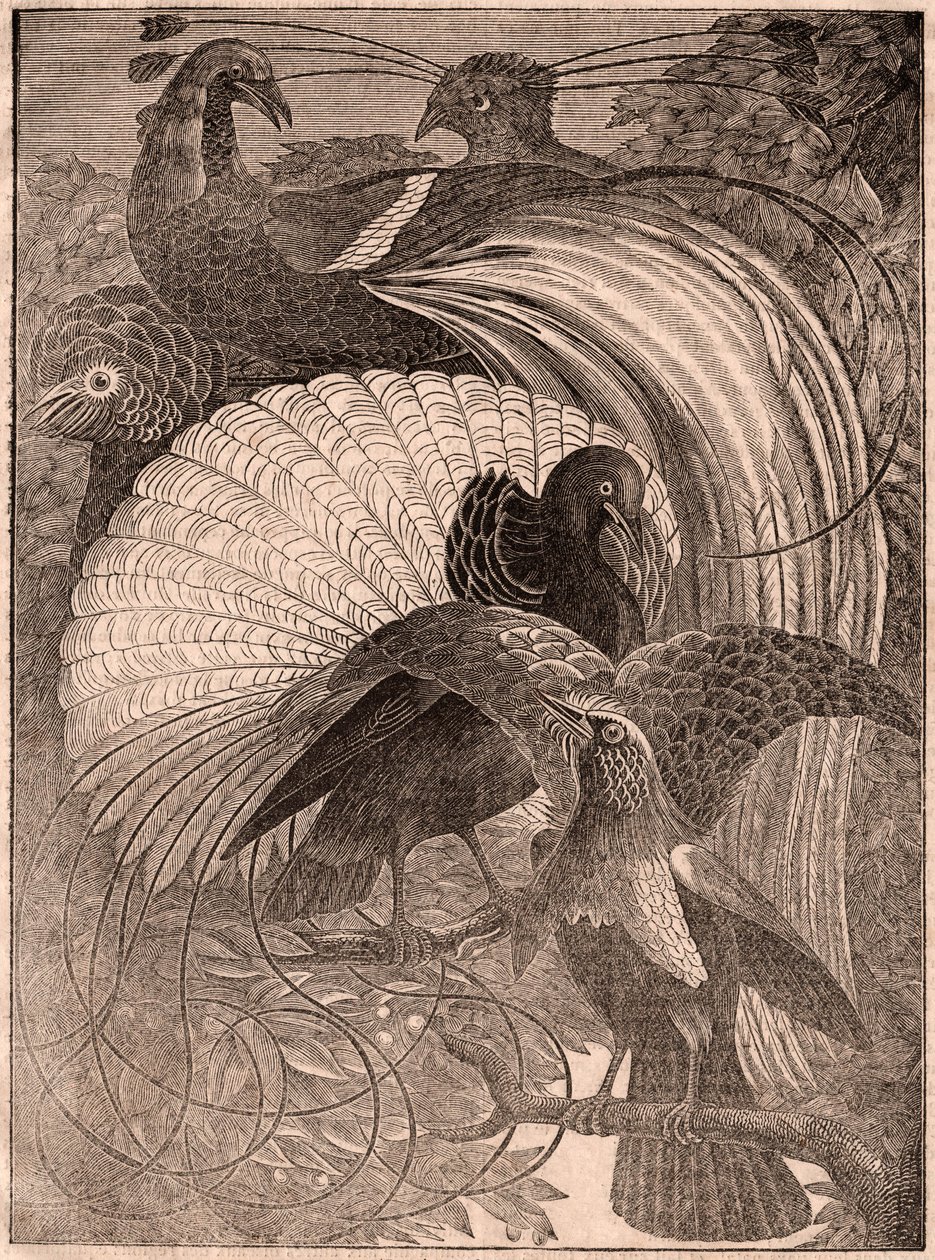 Vista de un grupo de cinco aves tropicales llamadas aves del paraíso, que viven en Nueva Guinea de Unknown