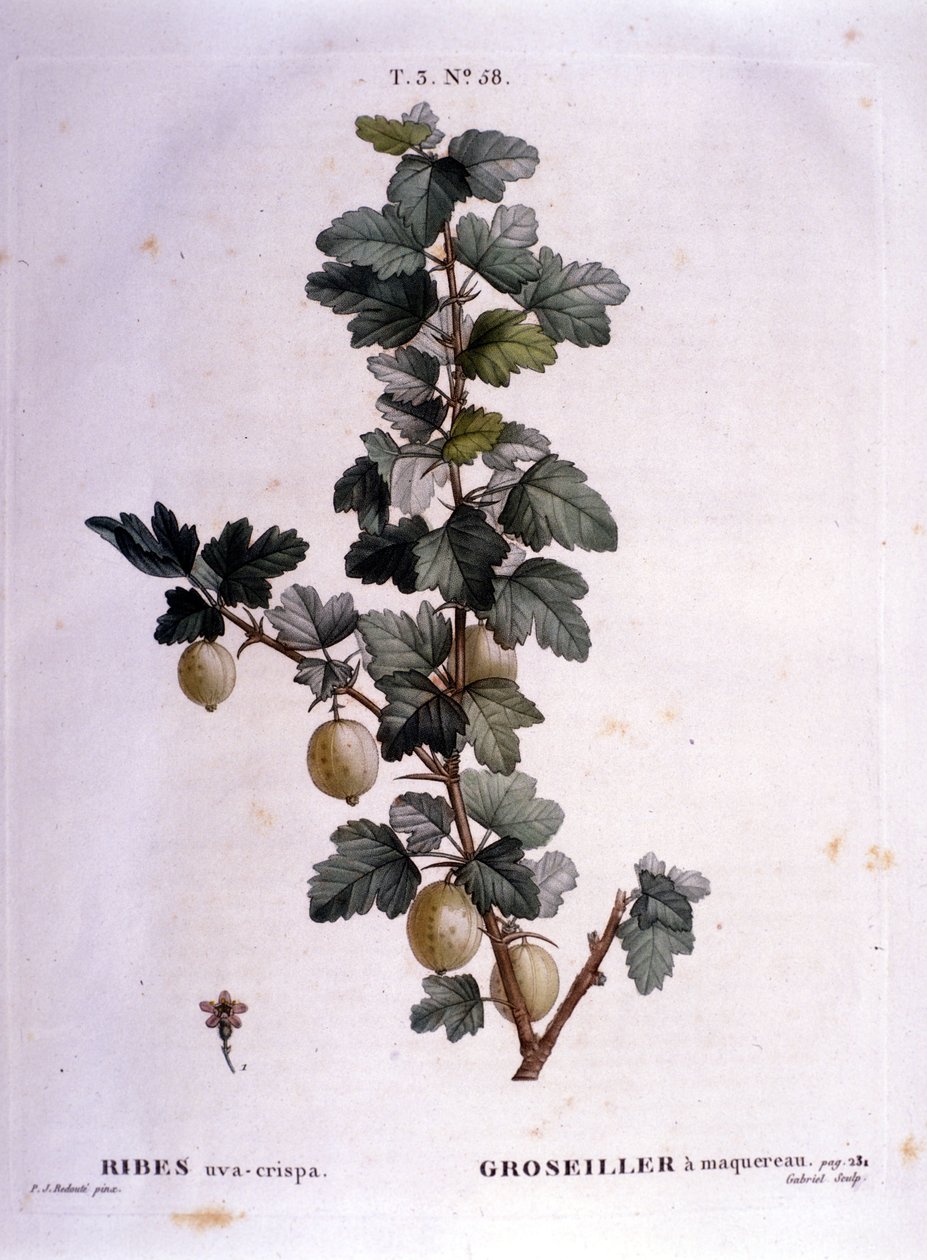 Grosella blanca o caballa: lámina botánica del siglo XIX. de Unknown artist