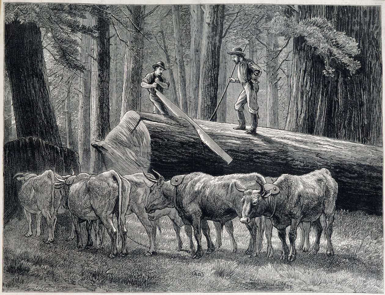 Leñadores en un bosque de secuoyas en California - grabado de Unknown artist