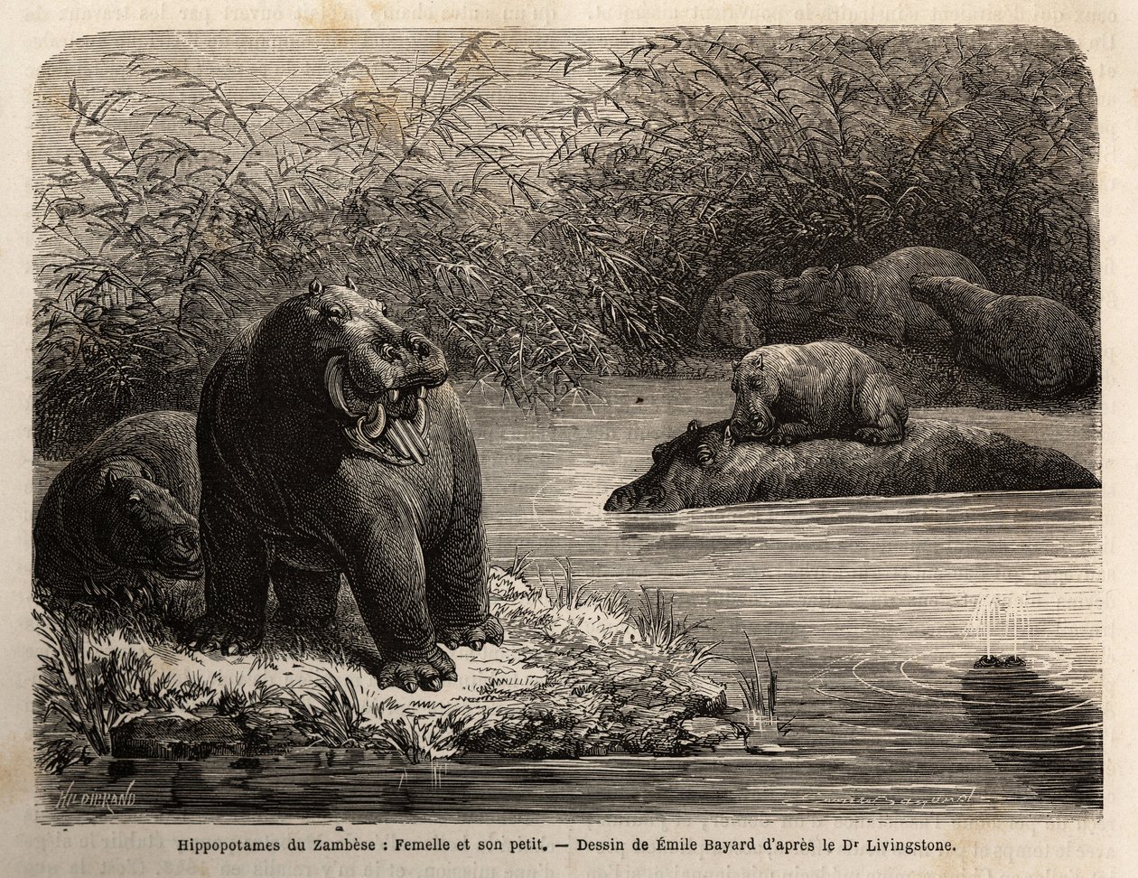 Hipopótamo del Zambeze: hembra y su cría refrescándose en el río. Grabado para ilustrar los primeros viajes del Dr. Livingstone al sur de África de 1840 a 1856, en 