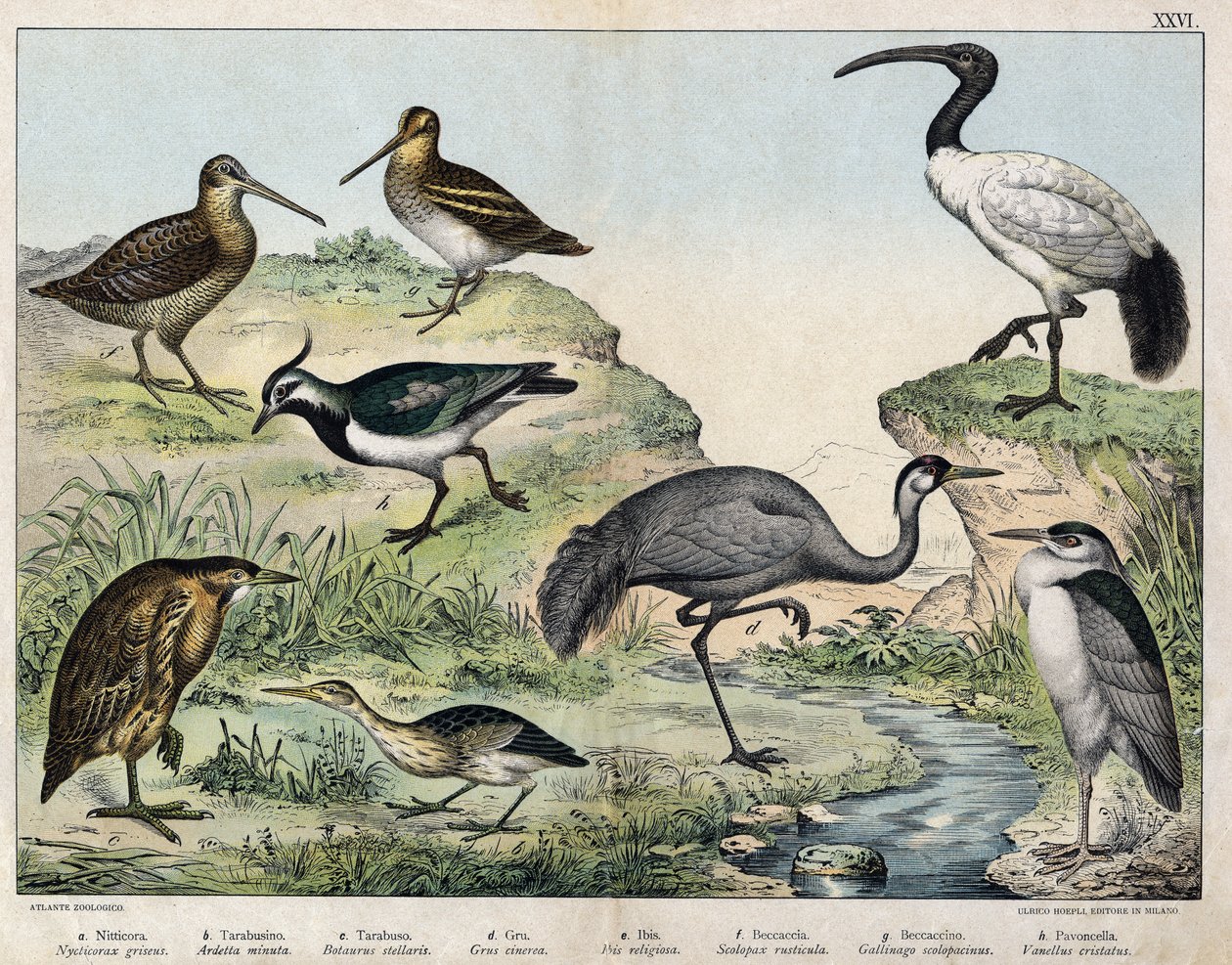 a: Garza de corona negra (Nycticorax griseus), b: Ave estrellada (Ardetta minuta), c: Butorcendrè (Botaurus stellaris), d: Grulla (Grus cinerea), e: Ibis sagrado (Ibis religiosa), f: Becada (Scolopax rusticula), g: Agachadiza (Gallinago), h: Avefría común  de Unknown artist