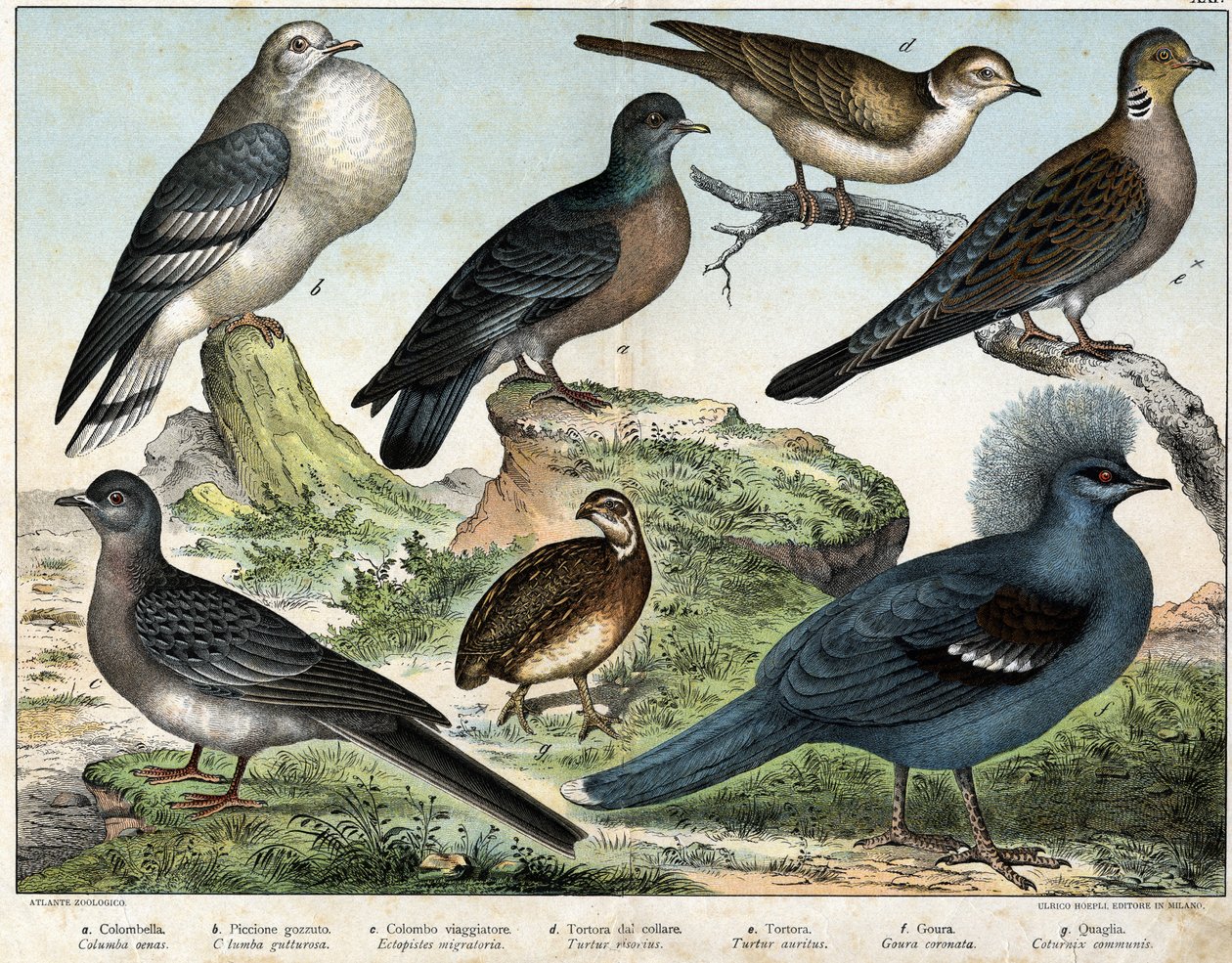 Paloma Colombiana, Paloma Mongola, Paloma Migratoria, Paloma Turca, Paloma Silvestre, Goura, Codorniz de Trigo de Unknown artist