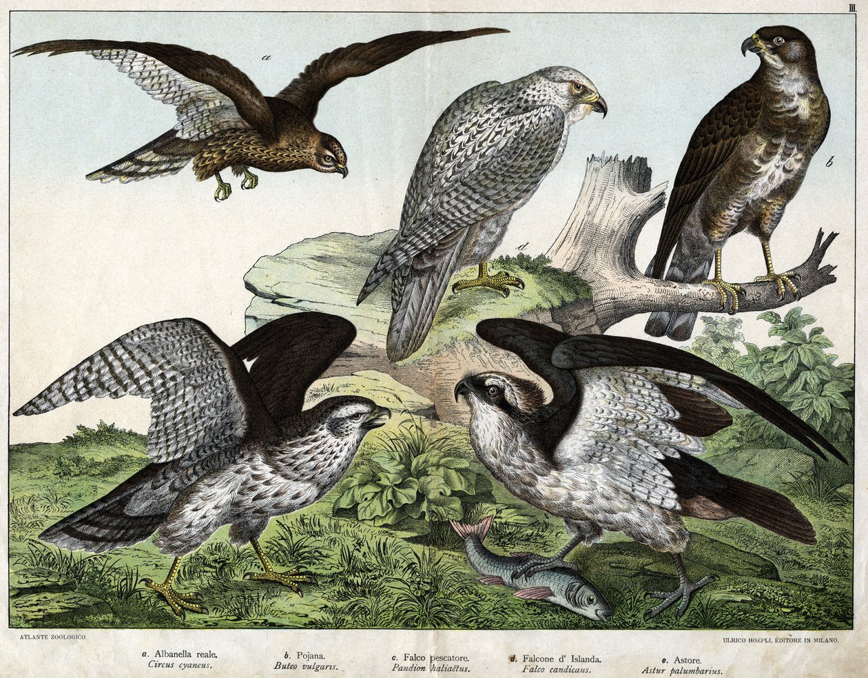 a: Águila o busardo real, b: boquilla, c: halcón pescador, d: halcón de Islandia, e: alrededor = astore - en "Historia Natural de las Aves", ed. Hoepli, Milán de Unknown artist