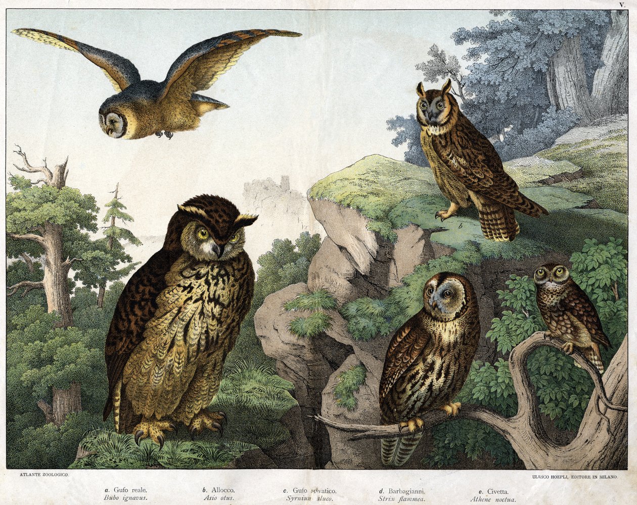 a: Búho Dorado (Bubo ignavus), b: Hulotte (cat-huant) (Asio shell), c: Búho Salvaje (Syrnium aluco), d: Búho (Strix flammea), e: Búho (Athene noctua) - en “Historia Natural de las Aves”, ed. Hoepli, Milán de Unknown artist