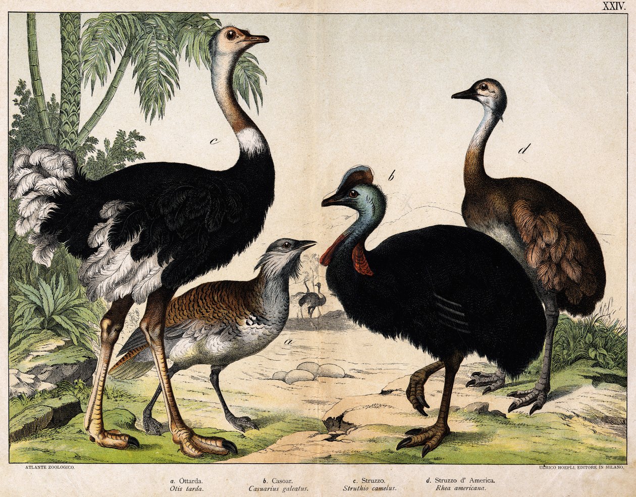 a: Avutarda grande (Otis tarda), b: Casuario (Casarius galeatus), c: Avestruz africano (Struthio camelus), d: Ñandú (Rhea Americana) - En "Historia Natural de los Oideales", ed. Hoepli, Milán de Unknown artist