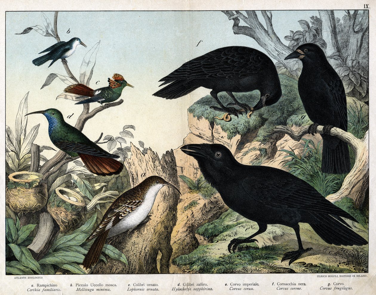 a: Agateador norteño, b: Colibrí pequeño, c: Colibrí adornado, d: Colibrí zafiro, e: Cuervo imperial, f: Cuervo negro, g: Cuervo de Unknown artist