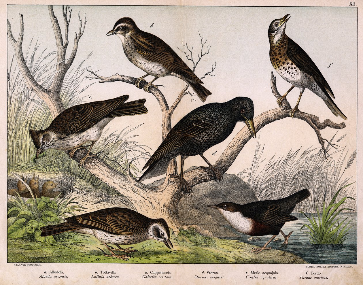 a: Alondra del Norte (Alauda arvensis), b: Alondra Lulu (Lullula arborea), c: Cappellaccia (Galerita cristata), d: Estornino Sansonnet (Sturnus Vulgaris), e: Pato (Cinclus aquaticus), f: Zorzal (Turdus musicus) - en “Historia Natural de las aves”, ed. Hoep de Unknown artist