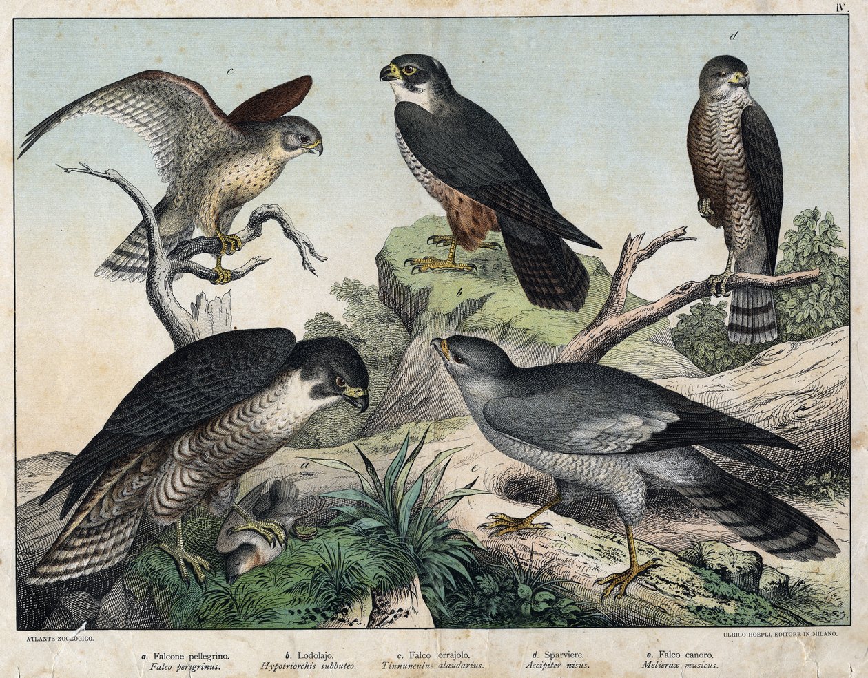 a: Halcón Peregrino (Falco peregrinus), b: Halcón Esmerejón (Hypotriorchis subbuteo), c: Halcón Cernícalo (Tunnunculus alaudarius), d: Gavilán Europeo (Accipiter nisus), e: Halcón Cantor (Melierax musicus) - en “Historia Natural de las Aves, ed. Hoepli, Mi de Unknown artist