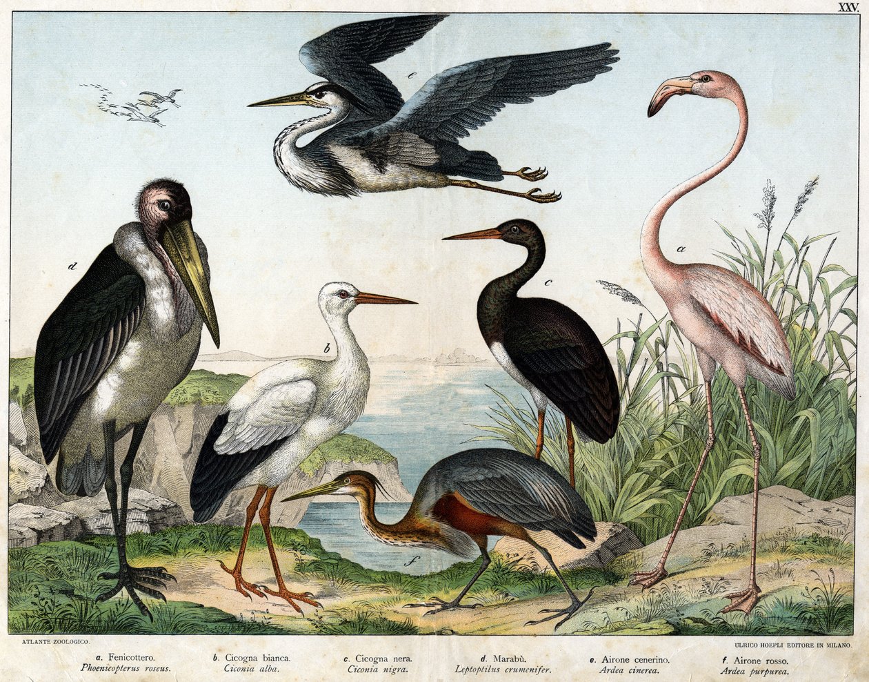 a: Flamenco (Phoenicopterus roseus), b: Cigüeña blanca (Ciconia alba), c: Cigüeña negra (Ciconia nigra), d: Marabú (Leptoptilus crumenifer), e: Garza blanca (Ardea cinerea), f: Garza roja (Ardea purpurea) - en "Historia Natural de las Aves", ed. Hoepli, Mi de Unknown artist