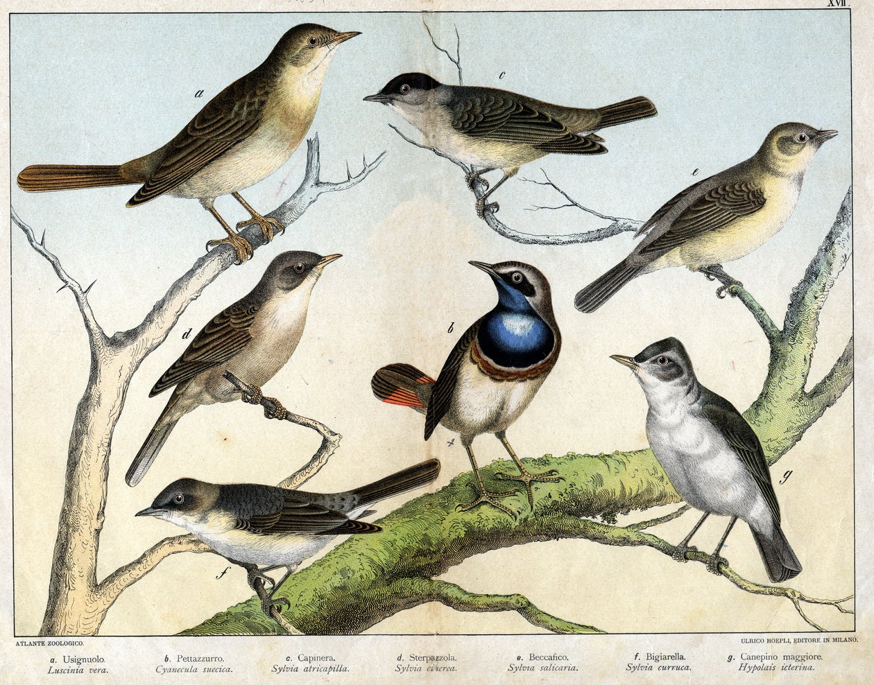 a: Ruiseñor (Luscinia vera), b: Pechiazul (Cyanecula suecica), c: Curruca Capirotada (Sylvia atricapilla), d: Curruca Zarcerilla (Sylvia ciciera), e: Curruca Mosquitera (Sylvia salicaria), f: Curruca Zarcera (Sylvia curruca), g: Carricero Icterino (Hypolai de Unknown artist