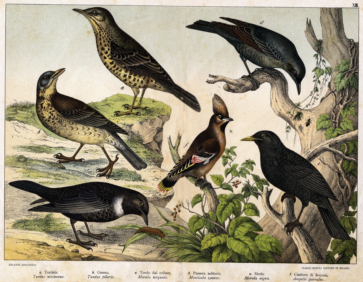 a: Zorzal (Turdus viscivorus), b: Zorzal (Turdus pilaris), c: Mirlo (Merula torquata), d: Mirlo Azul (Monticola cyanus), e: Mirlo (Merula nigra), f: Ampelis Bohemio (Ampelis garulus) - en “Historia Natural de las Aves”, ed. Hoepli, Milán de Unknown artist
