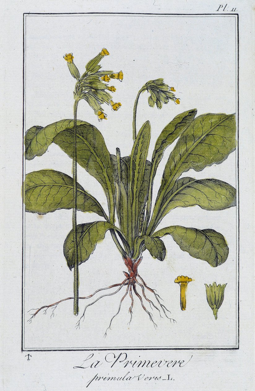 La Primavera (Primula vers) - en “Ejercicios de botánica para uso de los comerciantes”, escrito por J.C. Philibert, Imprenta de Crapelet, París de Unknown artist
