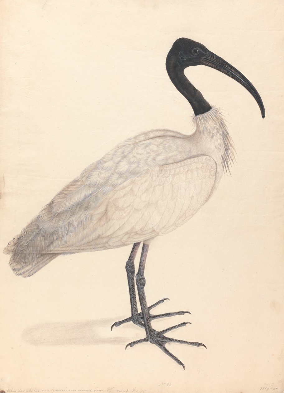Un pájaro indio blanco y negro, (uno de una pareja) de Unknown artist