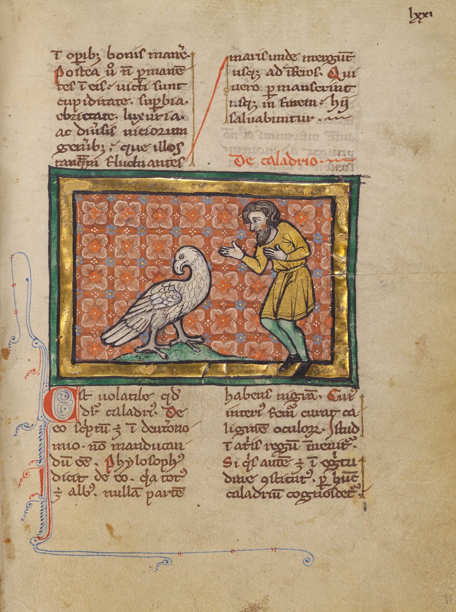 Un pájaro Caladrius de Unknown artist
