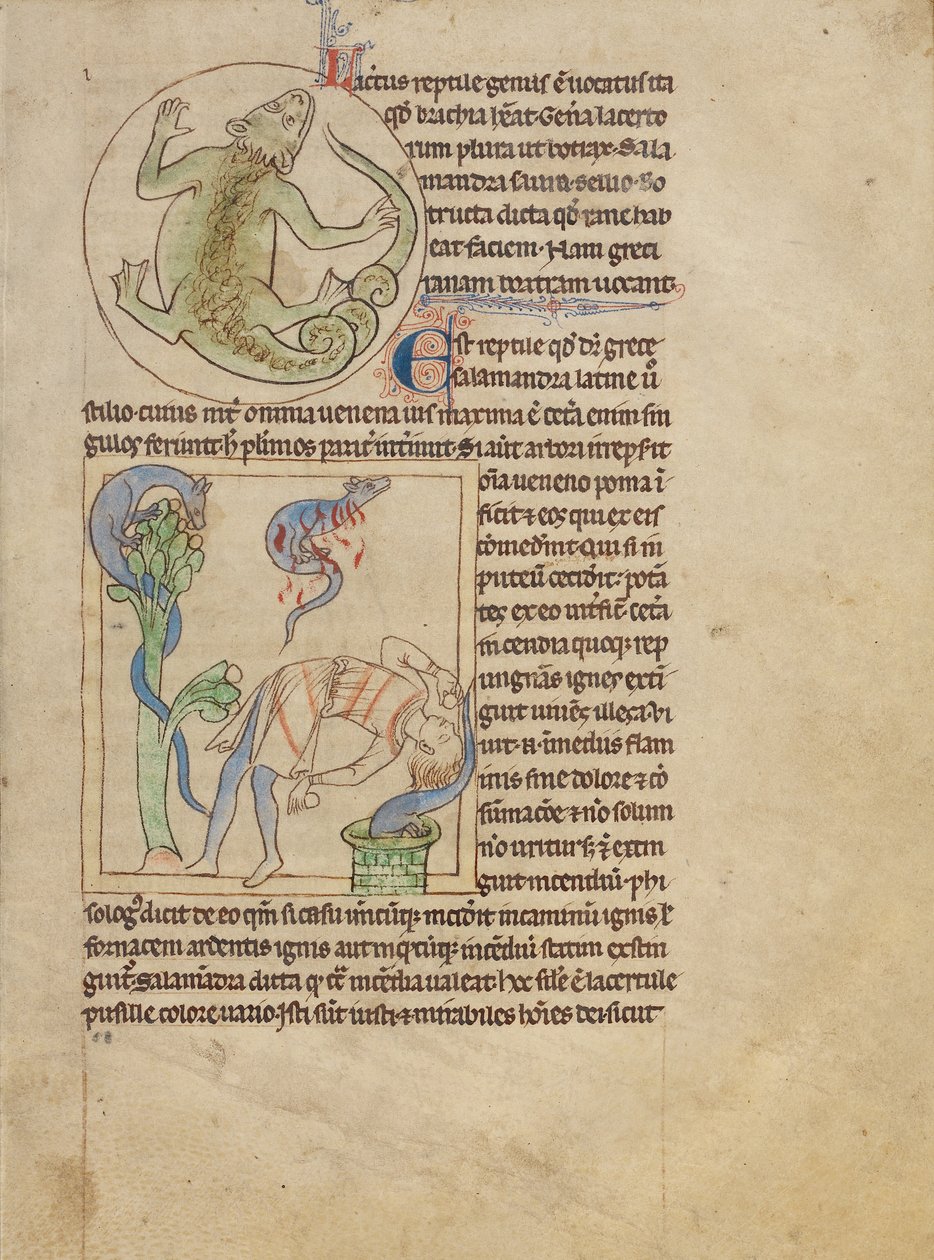 Un lagarto; salamandras de Unknown artist