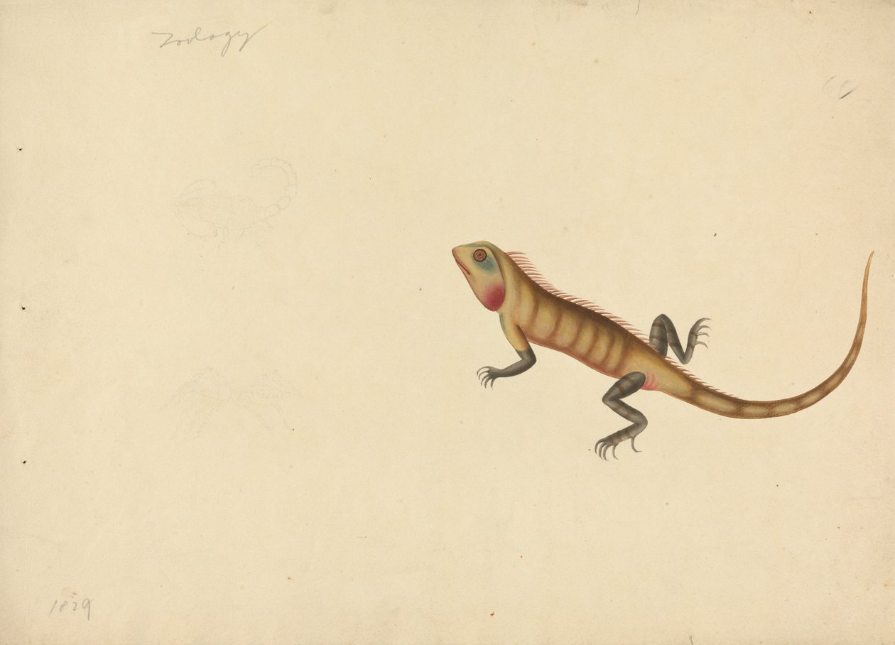 Un lagarto con dibujos de un escorpión y una araña de Unknown artist