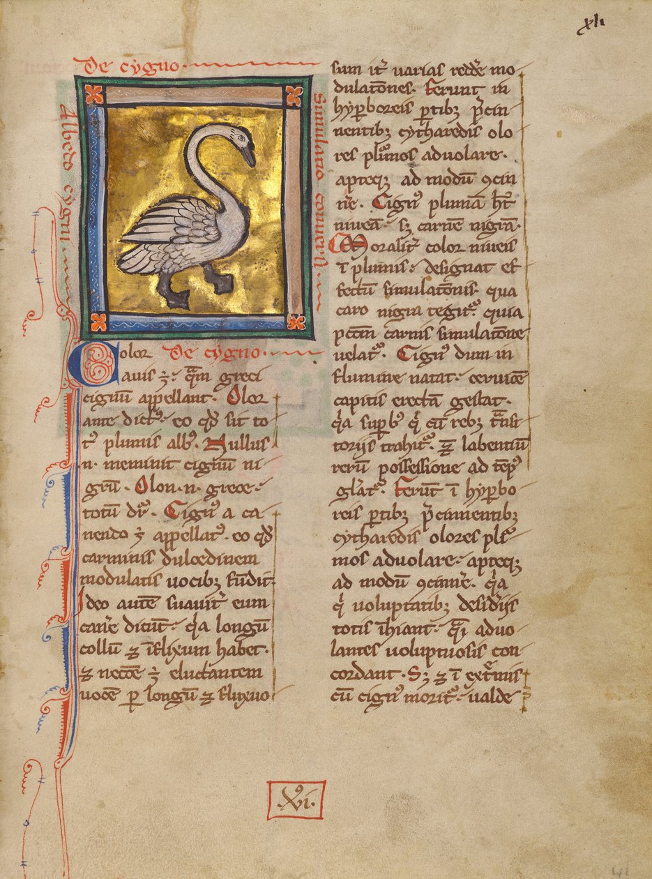 Un cisne de Unknown artist