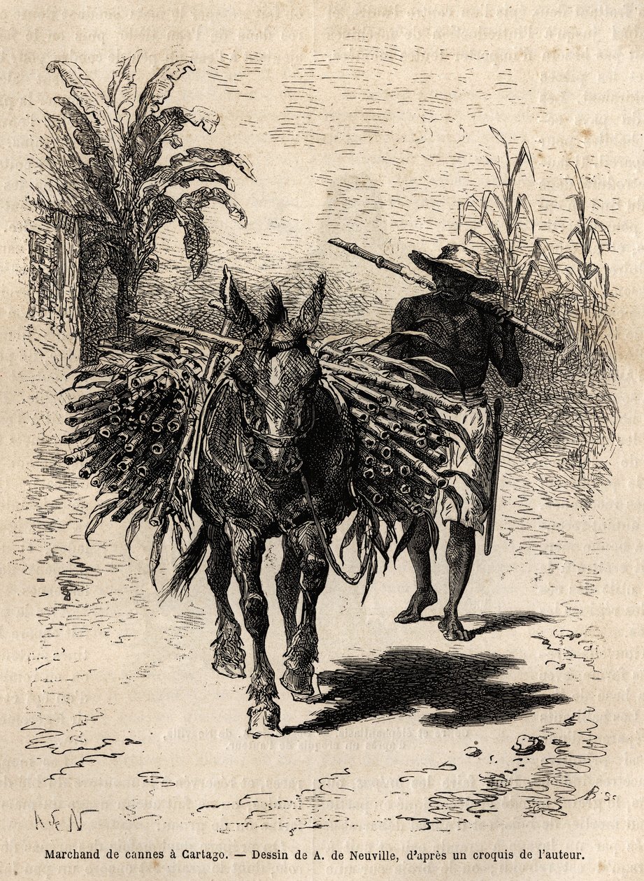 Un comerciante de caña y su mula en Cartago (Costa Rica), el único comerciante que anima las calles vacías de la ciudad. Grabado para ilustrar el viaje a Nueva Granada, por el Dr. Saffray, en 1869, publicado en "Le tour du monde" 1873, editado por Edouard  de Unknown artist